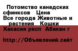 Потомство канадских сфинксов › Цена ­ 15 000 - Все города Животные и растения » Кошки   . Хакасия респ.,Абакан г.